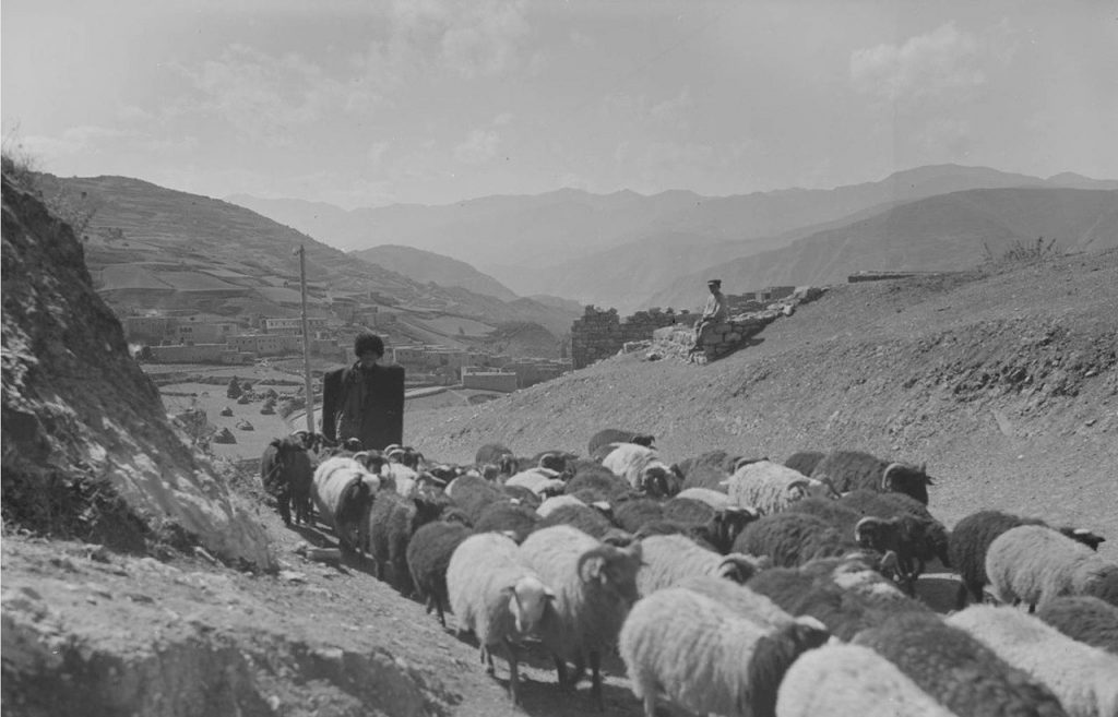 Пастухи на Кавказе